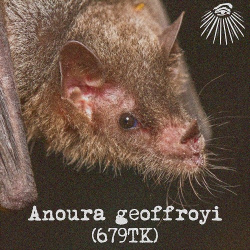 Anoura geoffroyi