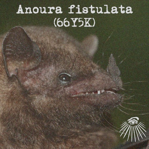 Anoura fistulata
