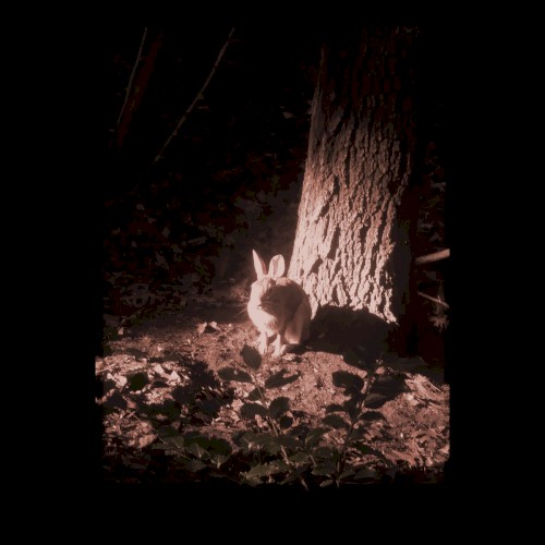 Sanguinaria