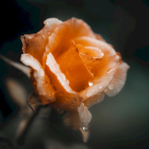 Gentle Is the Rain