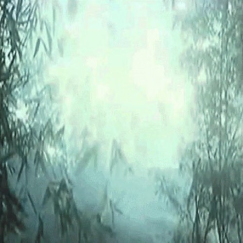 森の世界