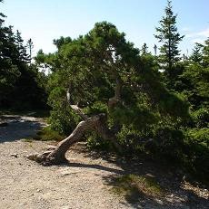 The Gravity Tree
