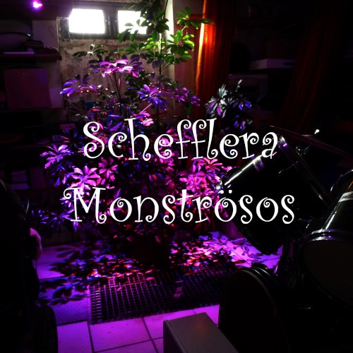Schefflera Monströsos