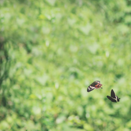Butterflies Over 72° North