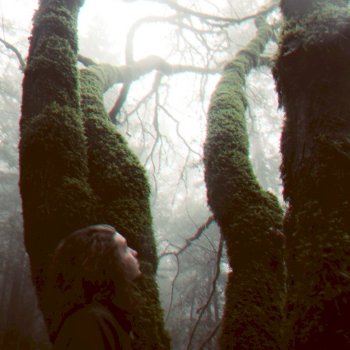 Running Through the Forest