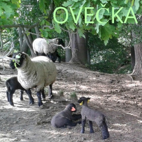 Ovečka