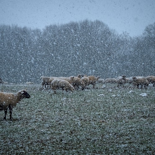 Winter Storm and Sacrifice