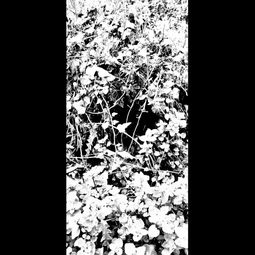 Les Fleurs de la Merde