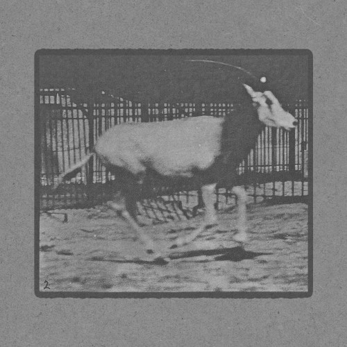 Oryx Galloping