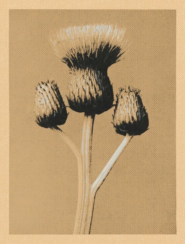 أغسطس(UghusTus)