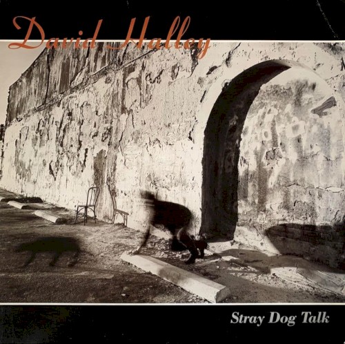 Stray Dog Talk