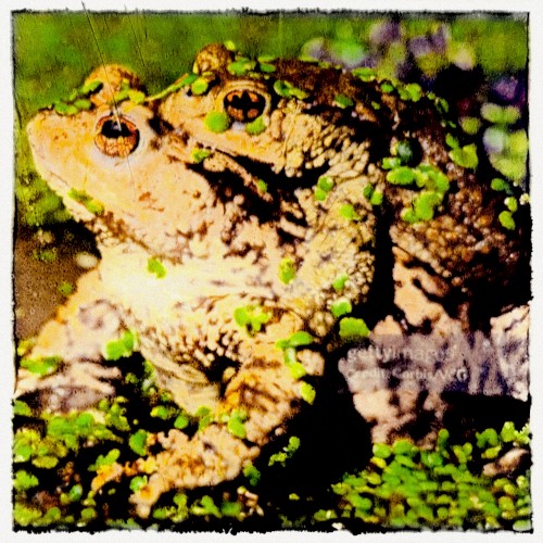 God Is a Frog Heaven Is a Swamp