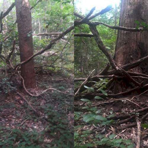 Treewar