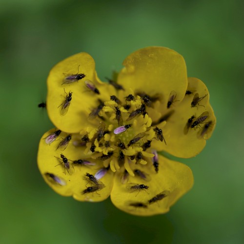 6 Spring Songs