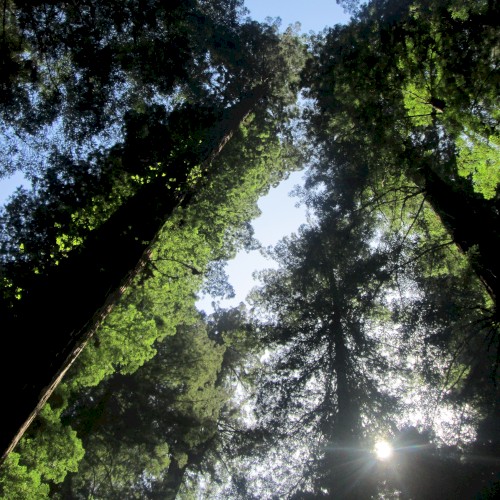 Avenue of the Giants, Vol. 2