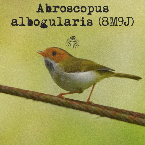Abroscopus albogularis
