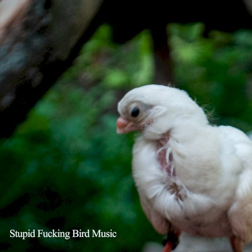 Stupid Fucking Bird Music