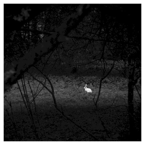 Dreams Long Forgotten