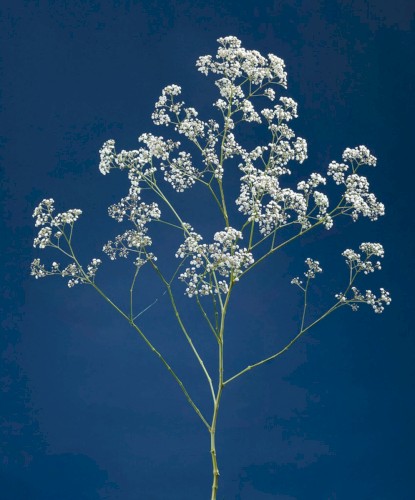 Bâtons (vision of tarot)