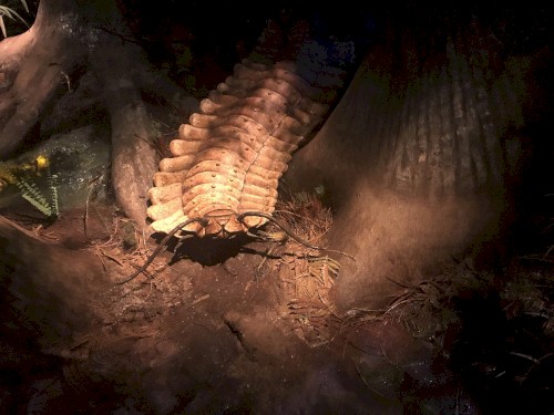 Arthropleura