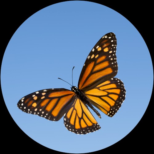 Butterfly Boy Can't Stop the Beat!