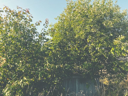 summer lawns