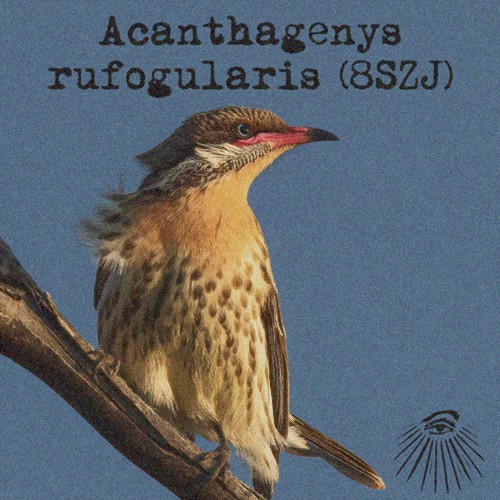 Acanthagenys rufogularis