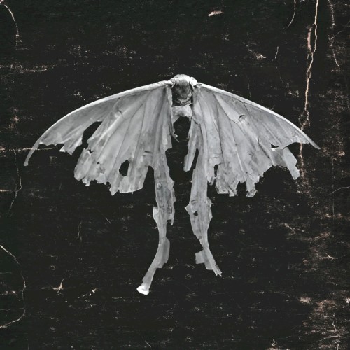 Mariposa