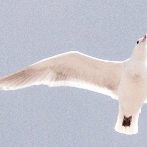 Soar
