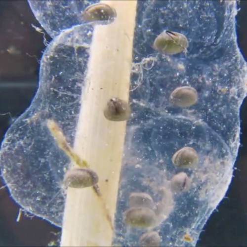 The Non-Amniotic Glob of Embryonic Ambystoma
