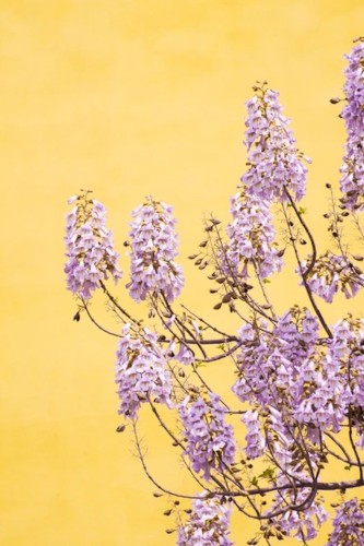 ORDER OF THE PAULOWNIA FLOWERS