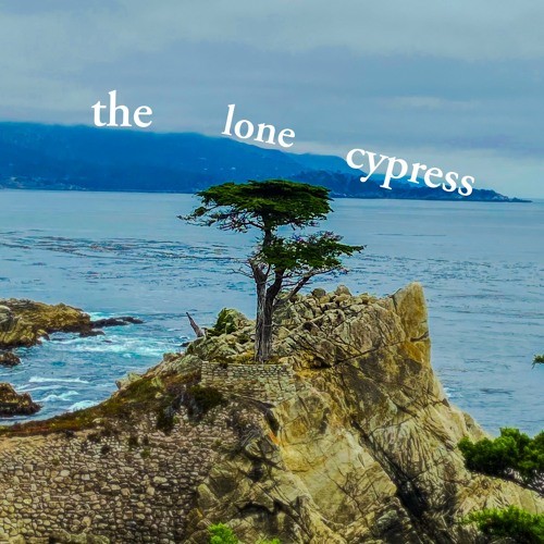 The Lone Cypress