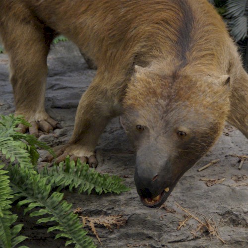 🐻