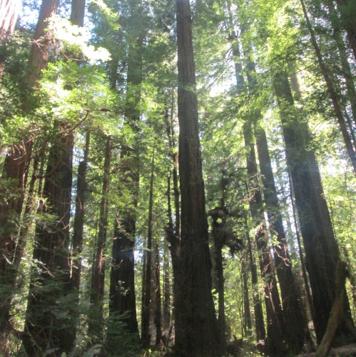 Avenue of the Giants, Vol. 1