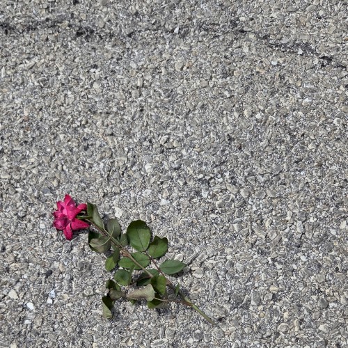 In lieu
