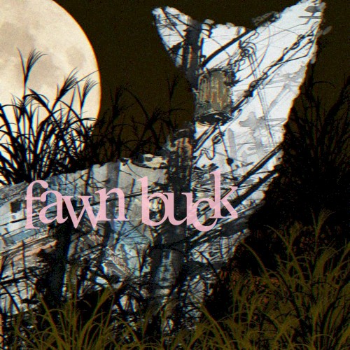 fawnbuck