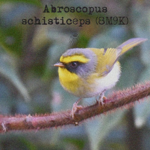 Abroscopus schisticeps
