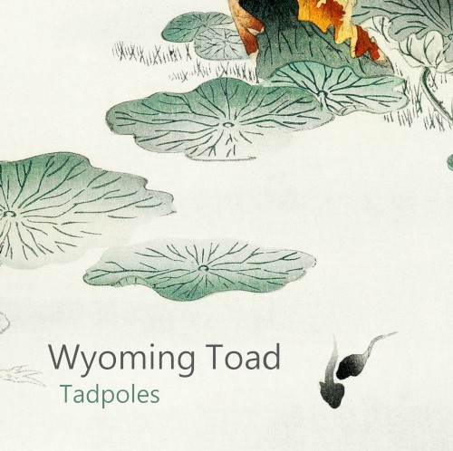 Tadpoles