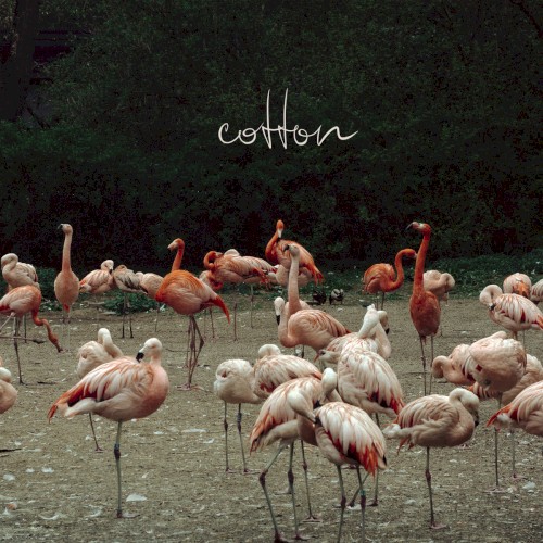 Cotton