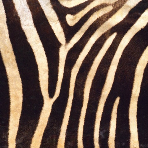 Dancing Zoo