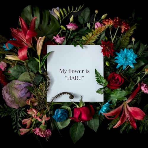My flower is “HARU”