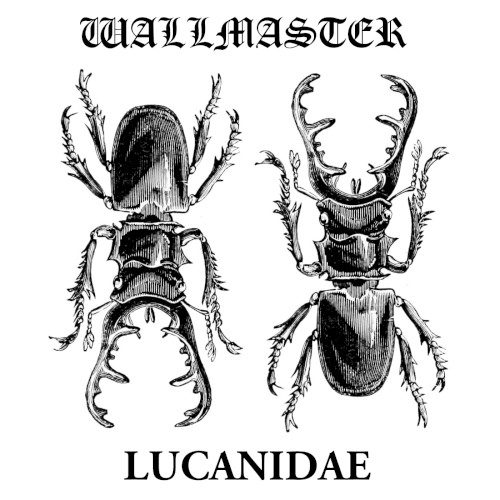 Wallmaster / Lucanidae