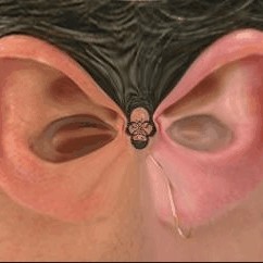Earational Behavour