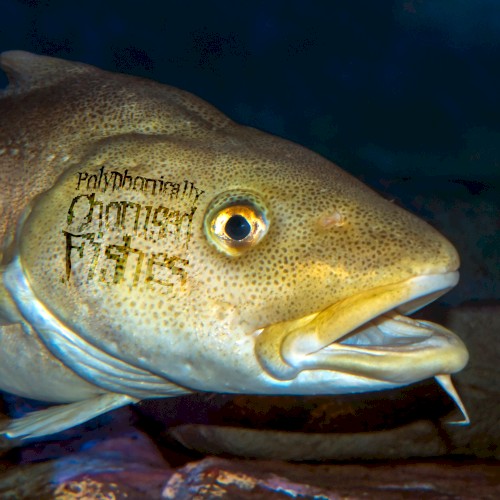Polyphonically Chorused Fishes