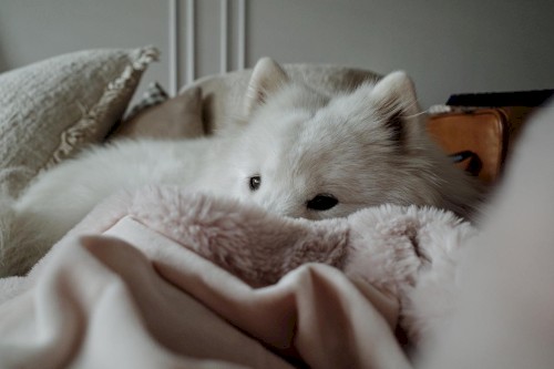 Music for Sleeping Pups
