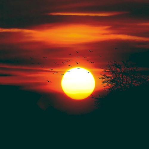 Lofi Summer