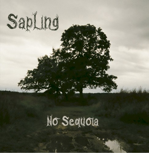 No Sequoia