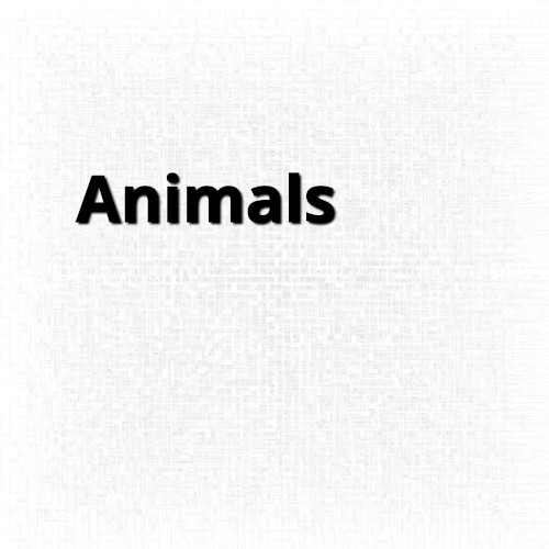 Animals