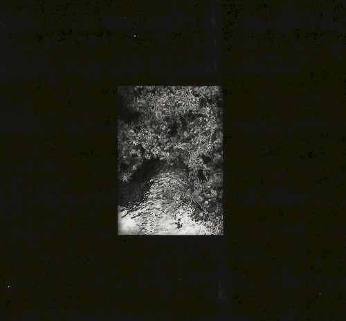 The Trees & the Wild &ndash; Zaman, Zaman
