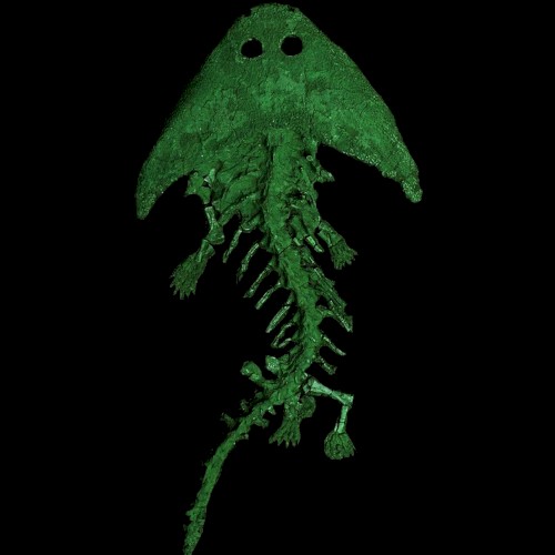 Diplocaulus